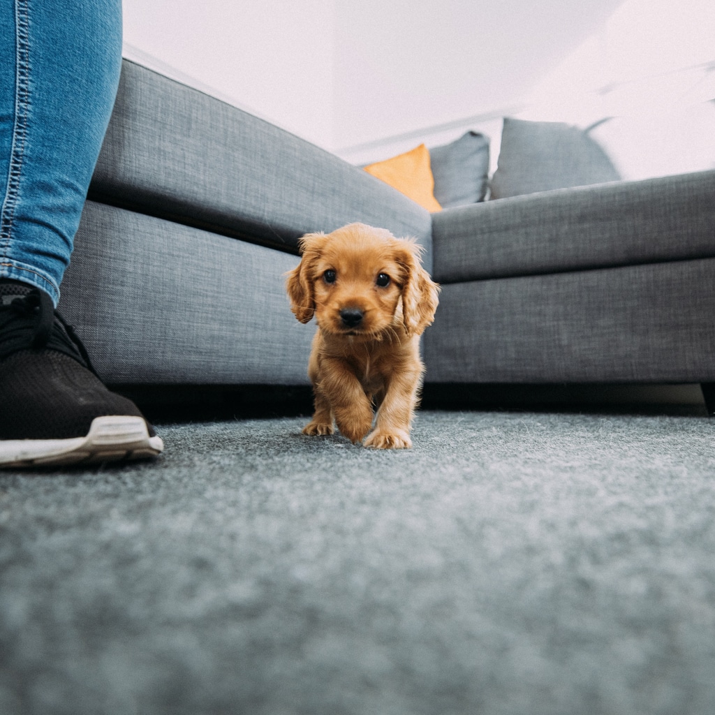 Dog-on-carpet-with-pet-stains