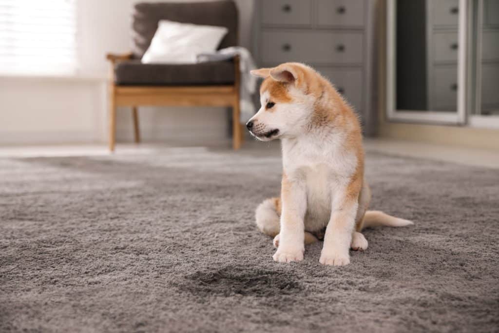 pet-odor-removal-addison-tx