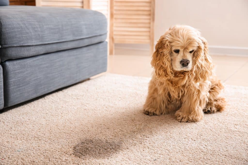 pet-stain-on-carpet